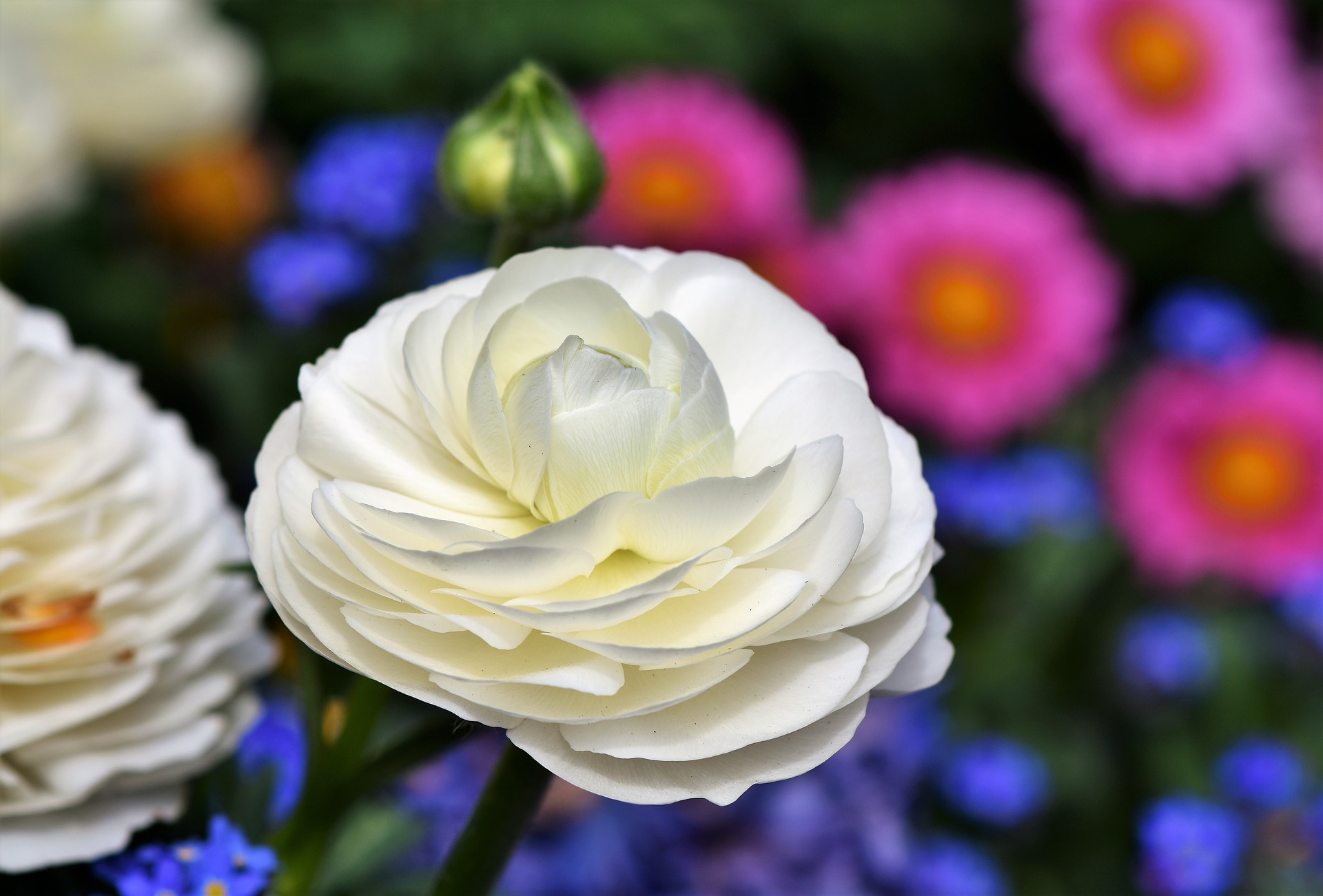 ranunculus