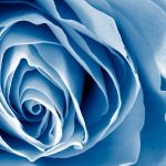 stockvault-blue-rose---hdr141310