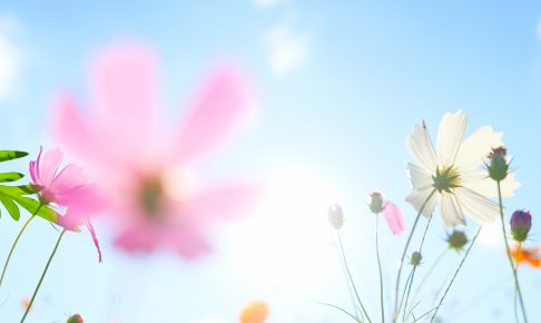 Soft focus of cosmos flowers on sunlight and clear blue sky.