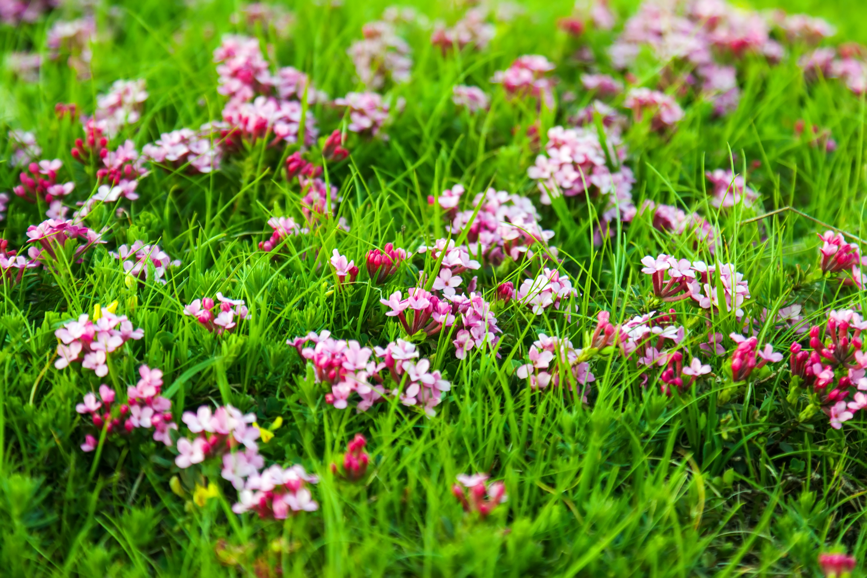 Wild plant of pink flowers at highland meadow